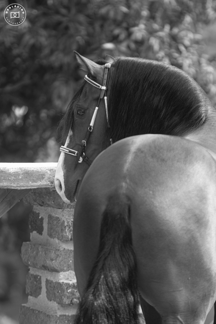 Línea Equina